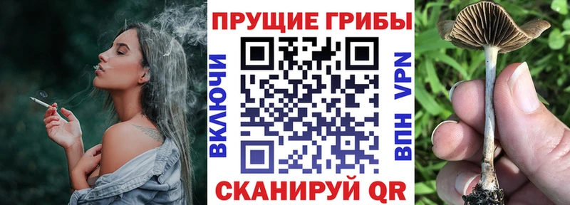 кракен ссылки  Сусуман  Псилоцибиновые грибы Psilocybe 